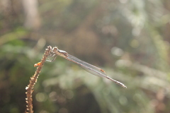 Austrolestes colensonis