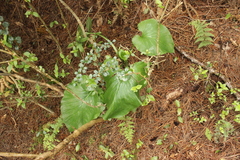Cardiocrinum giganteum