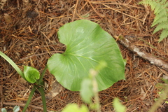 Cardiocrinum giganteum