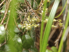 Rubus australis