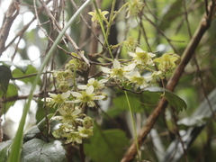 Rubus australis