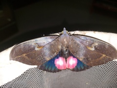 Phyllodes consobrina