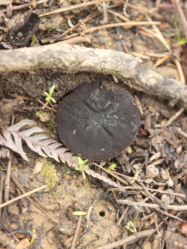 Plectania rhytidia — (c) Joe Dillon, some rights reserved (CC BY)
