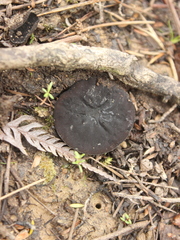 Plectania rhytidia