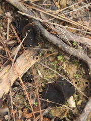 Plectania rhytidia