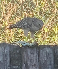 Buteo lineatus