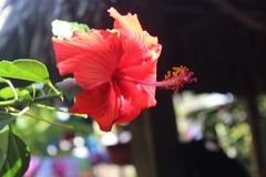 Hibiscus rosa-sinensis