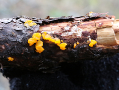 Tremella mesenterica