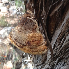 Pyrofomes juniperinus