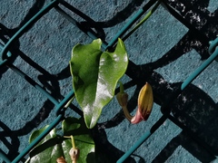 Aristolochia sempervirens