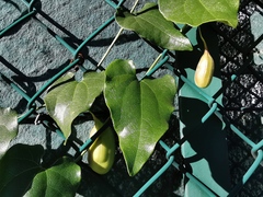 Aristolochia sempervirens