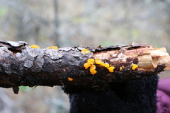 Tremella mesenterica