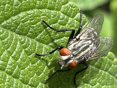 Oxysarcodexia varia
