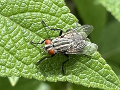 Oxysarcodexia varia
