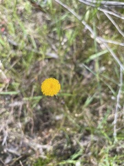 Leptorhynchos squamatus