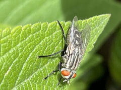 Oxysarcodexia varia