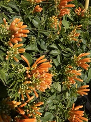 Pyrostegia