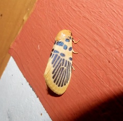Stigmatophora palmata