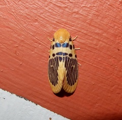 Stigmatophora palmata