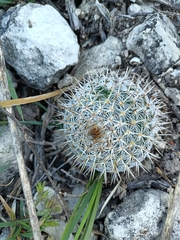 Mammillaria haageana conspicua