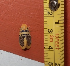 Stigmatophora palmata