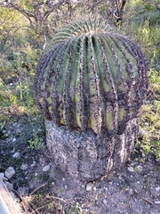 Echinocactus platyacanthus