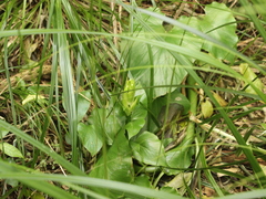 Cardiocrinum giganteum