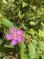 Melastoma malabathricum