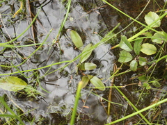 Potamogeton cheesemanii