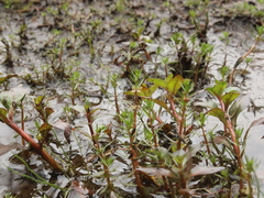 Myriophyllum