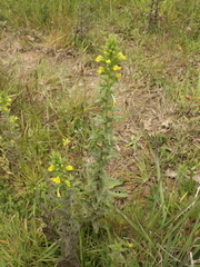 Bellardia viscosa