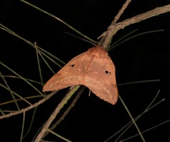 Thyas juno