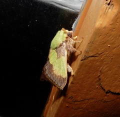 Aergina hilaris