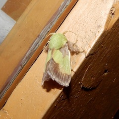 Aergina hilaris