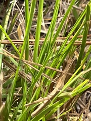 Achurum carinatum