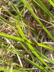 Achurum carinatum