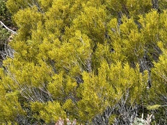 Orites acicularis