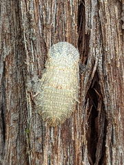 Ledromorpha planirostris