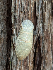 Ledromorpha planirostris
