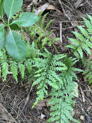 Asplenium bulbiferum