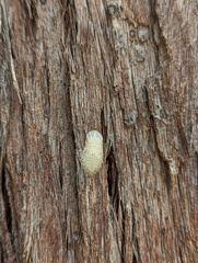 Ledromorpha planirostris
