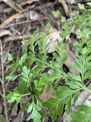Asplenium bulbiferum