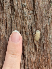 Ledromorpha planirostris
