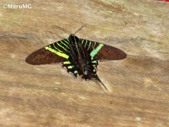 Urania fulgens