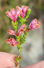 Erica brevifolia