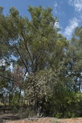 Acacia cambagei
