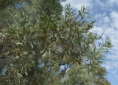 Acacia cambagei