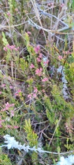 Erica brevifolia