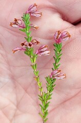 Erica brevifolia