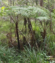 Cyathea cooperi